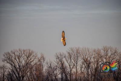 Bald Eagle at Sunrise in Clarksville, Missouri