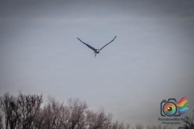Bald Eagle carrying fish in Clarksville, Missouri