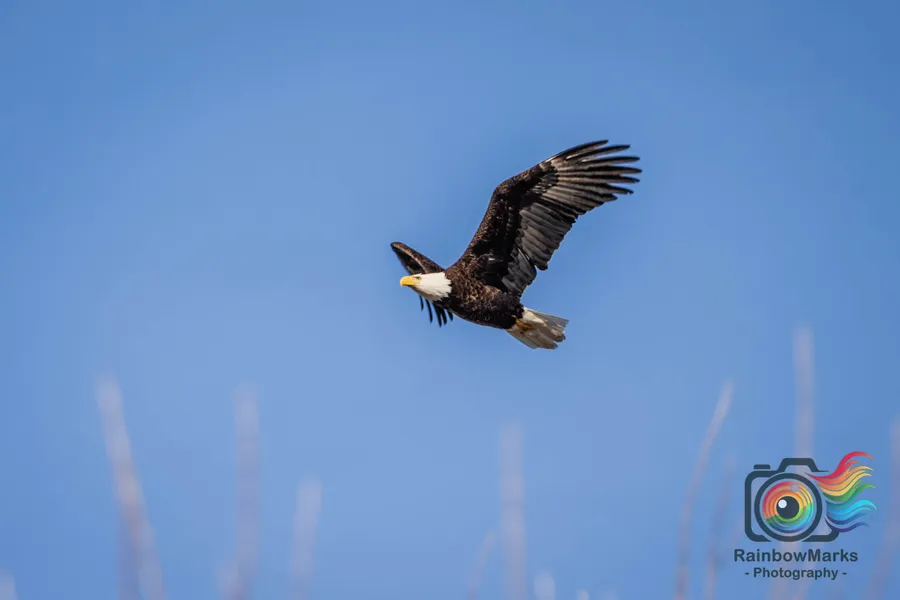 In January 2024 I visited Clarksville Missouri, right along the Mississippi River, to photograph bald eagles!