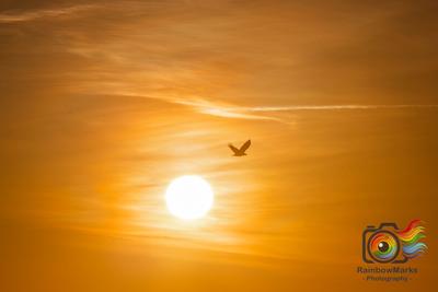 Bald Eagles Sunrise in Clarksville, Missouri