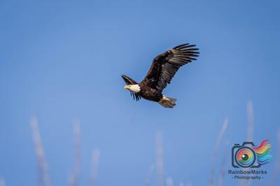 Bald Eagle over Clarence Cannon National Wildlife Refuge in Clarksville, Missouri